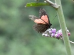 Catasticta pharnakia pharnakia F PERU abv PZ YCNP PB 23OCT11 D&V 816c.jpg