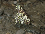 Catasticta modesta modesta PERU abv CoR KG 12OCT11 V 2763c.jpg