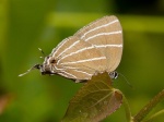 Laothus viridicans PERU CoR KLn Sep11 1070 bigc.jpg