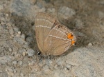 View the album P-6 Hairstreaks & Blues Lycaenidae