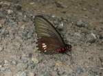 Parides vertumnus bogotanus prob per AC PERU abv PZ KG 23OCT11 3381c.jpg