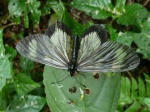 View the album P-4 Longwings & Actinotes, Heliconiinae