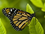 Danaus plexippus COL Libano LG 30AUG11 Vc.jpg