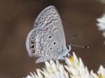 Hemiargus ramon PERU Chaparri TH 02NOV11 004c.jpg