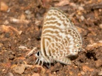 Leptotes marina PERU Chaparri RC 02NOV11c.jpg