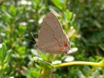 Calycopis isobeon PERU Chpri ST 08NOV11 5395c.jpg