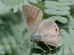 View the album P-1 Hairstreaks & Blues Lycaenidae