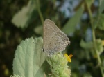 Strymon sp PERU Chaparri KG 02NOV11 grey with pale squiggle 4034c.jpg