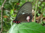 Parides erithalion erlaces KG 120205 PH 8365c.jpg