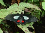 View the album P-4 Swallowtails Papilionidae